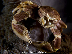 Porcelain Crab with its legs wrapped around the side of t... by Richard Witmer 